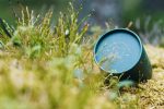 Caledonian Forest Candle - Image 7