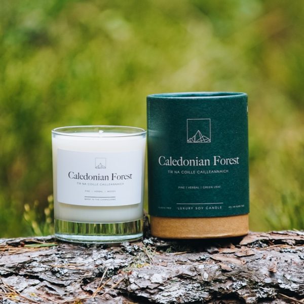 Caledonian Forest Candle